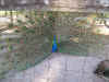 peacock.jpg (165601 bytes)